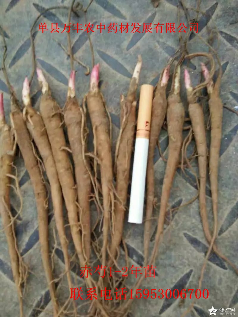 山东赤芍种苗批发  四川赤芍种苗  东北赤芍种苗