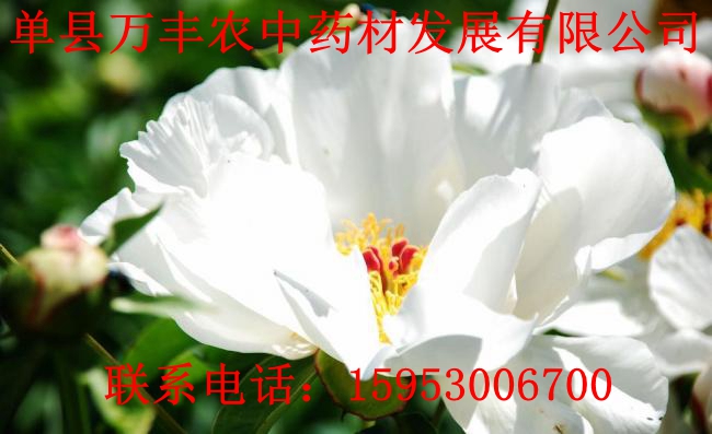 山东赤芍种苗批发  四川赤芍种苗  东北赤芍种苗