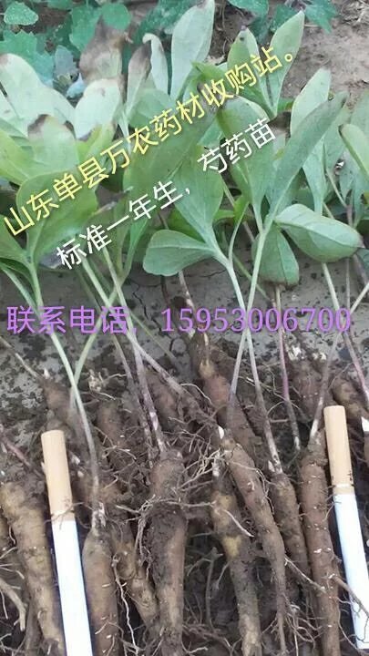 山东白芍种苗批发  四川白芍种苗  贵州白芍种苗