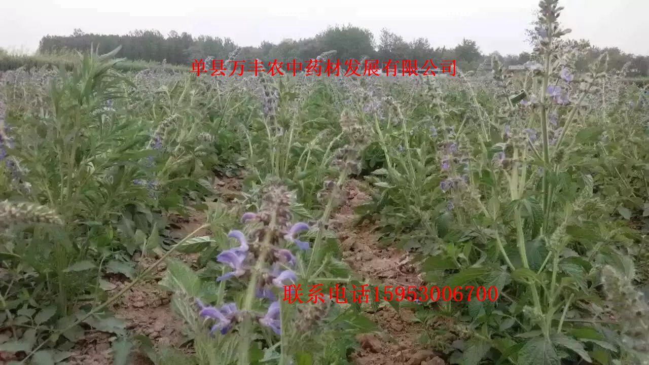 山东丹参种苗批发  四川丹参种苗  贵州丹参种苗