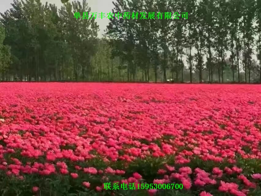 山东白芍种苗批发  四川白芍种苗  贵州白芍种苗