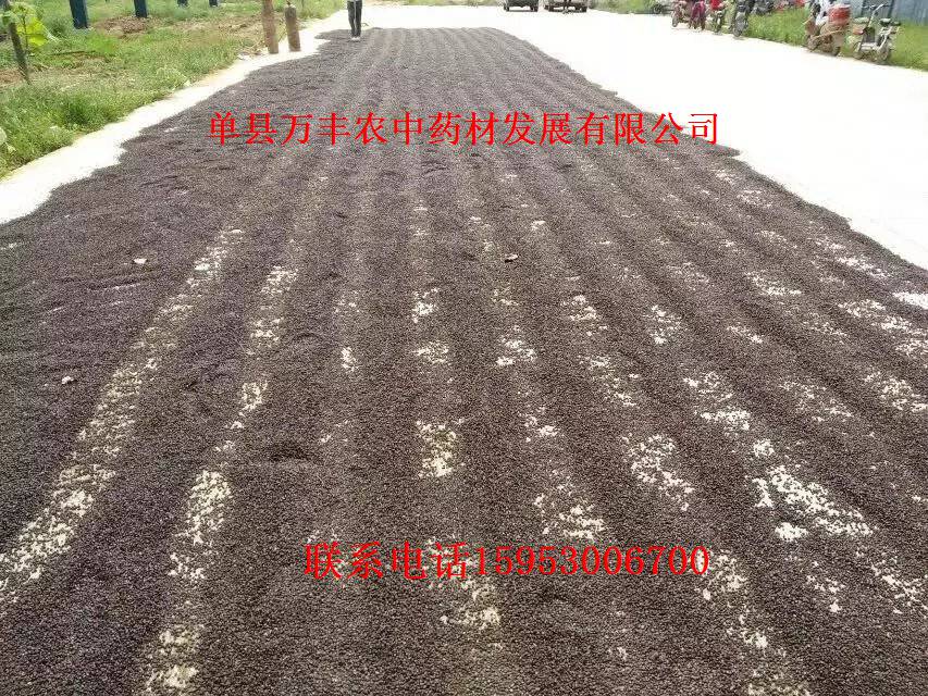 山东白芍种苗批发  四川白芍种苗  贵州白芍种苗