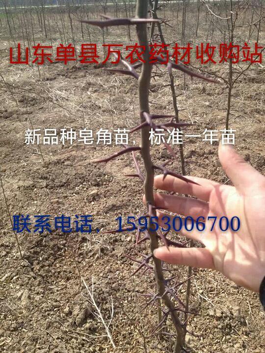 皂角籽、苗、树  鲁皂一号  皂角树