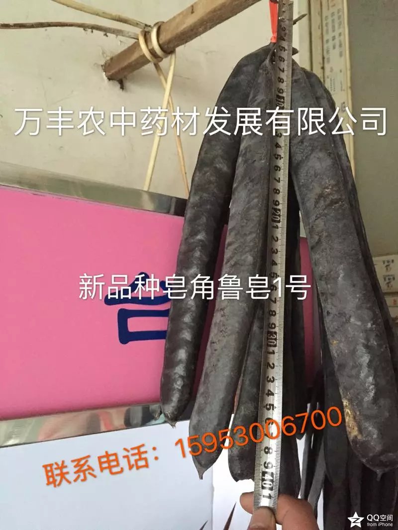 皂角籽。苗、树 鲁皂一号  山东皂角种苗  四川皂角种苗  贵州皂角种苗