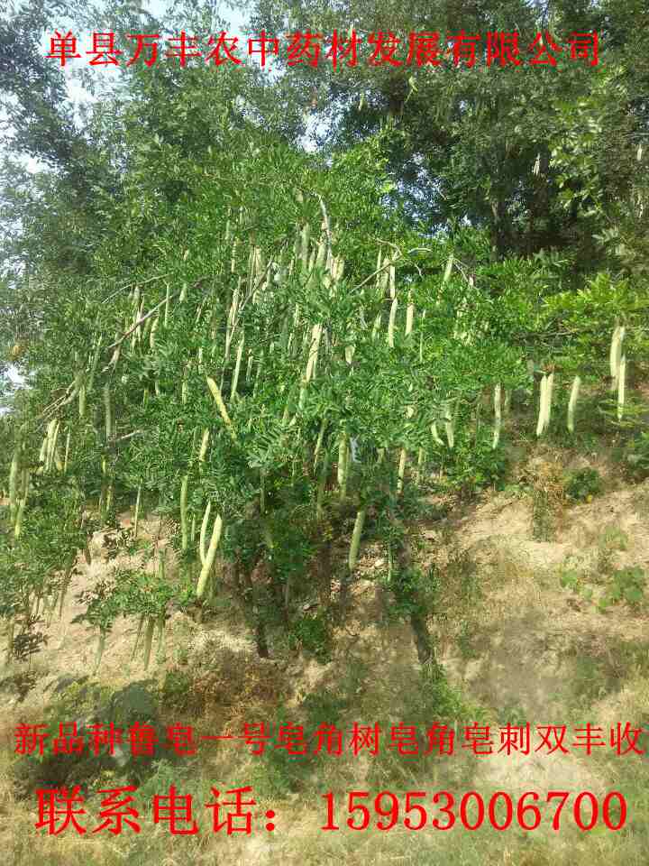 皂角籽。苗、树 鲁皂一号  山东皂角种苗  四川皂角种苗  贵州皂角种苗