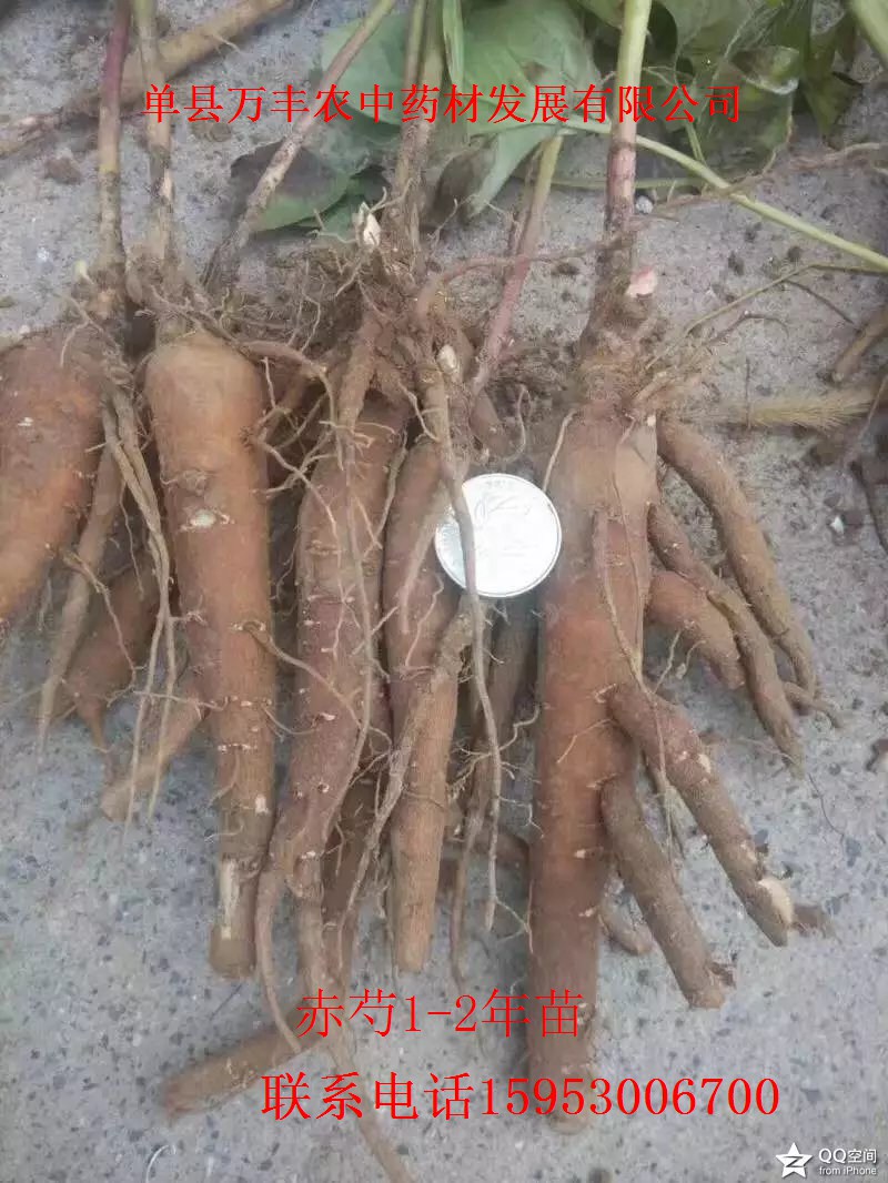 赤芍种苗、种子  东北赤芍  内蒙赤芍  鄂尔多斯赤芍
