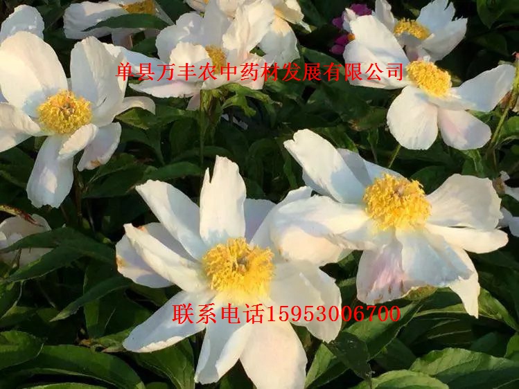 山东赤芍种苗批发  四川赤芍种苗  东北赤芍种苗
