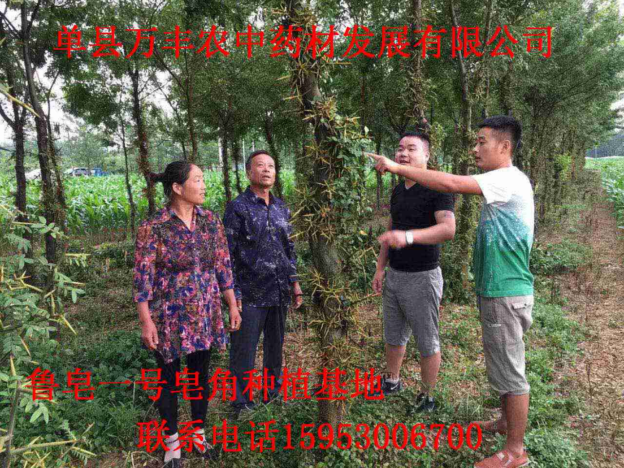 皂角籽。苗、树 鲁皂一号  山东皂角种苗  四川皂角种苗  贵州皂角种苗