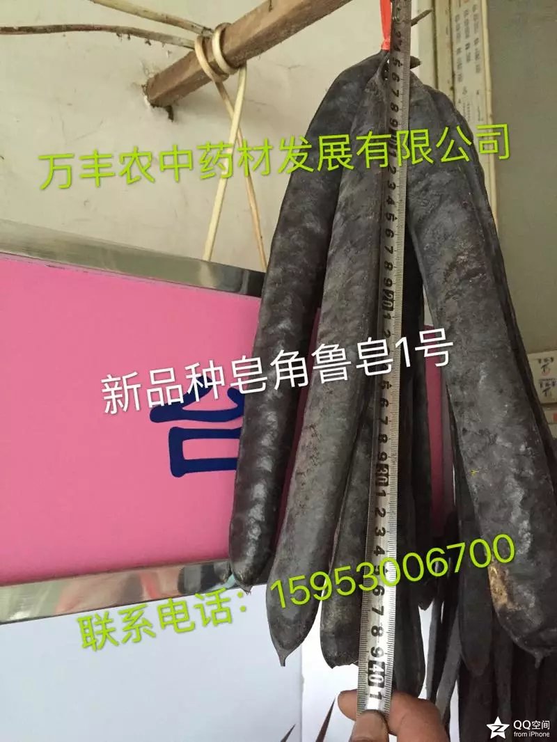 皂角籽。苗、树 鲁皂一号  山东皂角种苗  四川皂角种苗  贵州皂角种苗
