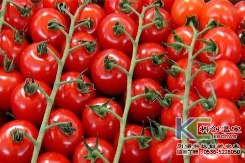 温室西红柿不坐果的解决办法