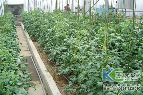 蔬菜大棚种植番茄怎么增产&nbsp;&nbsp;大棚番茄种植