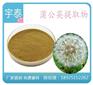 常春藤提取物生产_常春藤提取物_宇泰(图