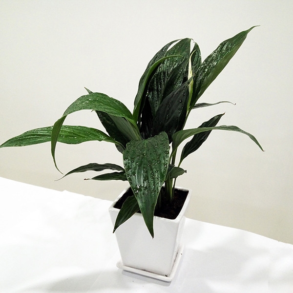 云南省的室内植物绿植 桌面小盆栽 年宵花卉