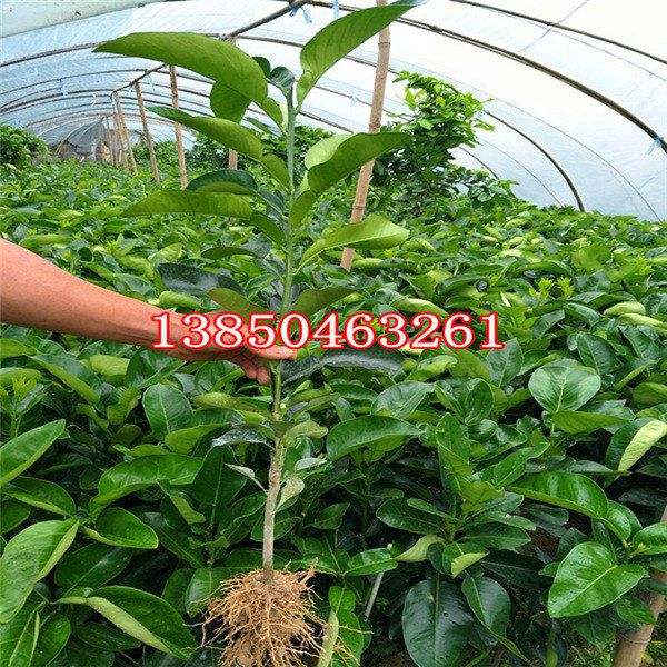 大三红蜜柚苗批发  厂家价格