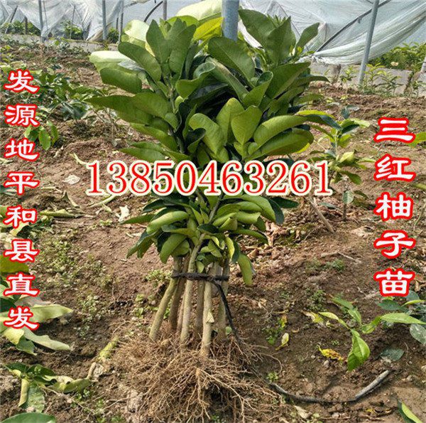 红心柚子苗  厂家价格