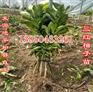 红心柚子苗
