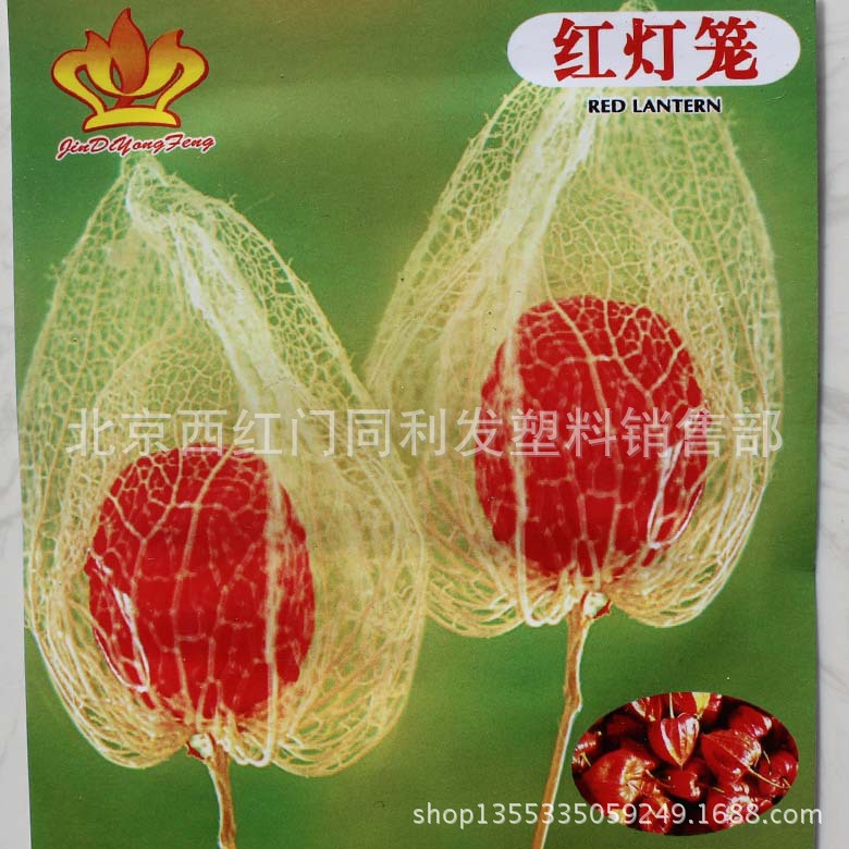 种子红姑娘红果酸浆 红灯笼 约50粒  菇娘