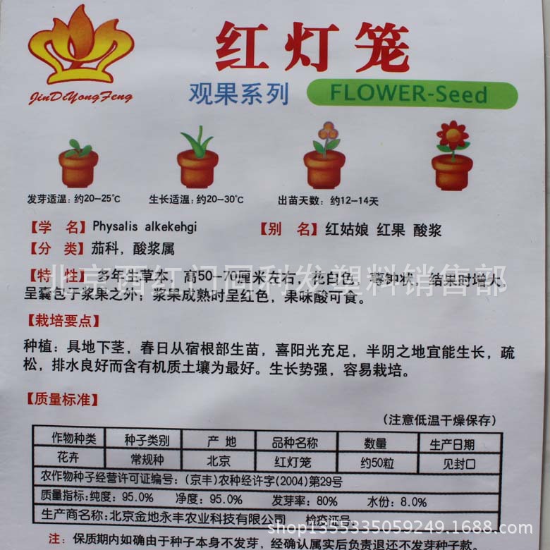 种子红姑娘红果酸浆 红灯笼 约50粒  菇娘