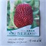 水果玉米种子15粒花仙子 阳台盆栽庭院春播易种 水果蔬菜