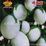 阳台专用观赏茄子小白茄子 鸡蛋茄 约20粒