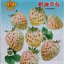 奶油草莓 约40粒