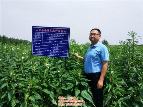 餐饮小磨香油生产厂家|小磨香油|丰香园芝  小磨香油加工厂