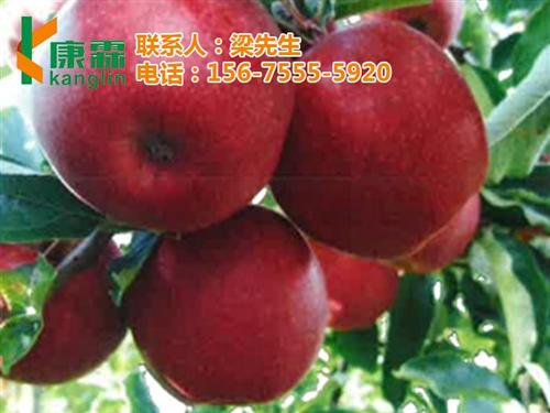 红乔王子苹果_康霖现代农业_怎么买红乔王&nbsp;&nbsp;怎么买红乔王子苹&nbsp;&nbsp;红乔王子苹果批发&nbsp;&nbsp;陕西红乔王子苹果