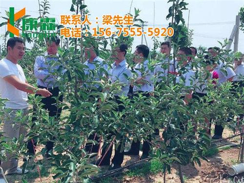 红乔王子苹果批发商、红乔王子苹果、康霖现&nbsp;&nbsp;怎么买红乔王子苹&nbsp;&nbsp;哪里有卖红乔王子