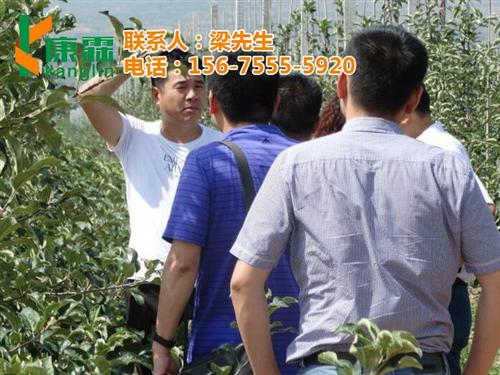 康霖现代农业,红乔王子苹果,红乔王子苹果&nbsp;&nbsp;哪里有卖红乔王子&nbsp;&nbsp;红乔王子苹果批发&nbsp;&nbsp;供应红乔王子苹果