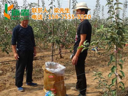 红乔王子苹果批发、红乔王子苹果、康霖现代&nbsp;&nbsp;陕西红乔王子苹果