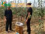 红乔王子苹果批发、红乔王子苹果、康霖现代
