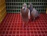 养殖场格栅生产厂家工厂直销-恒润