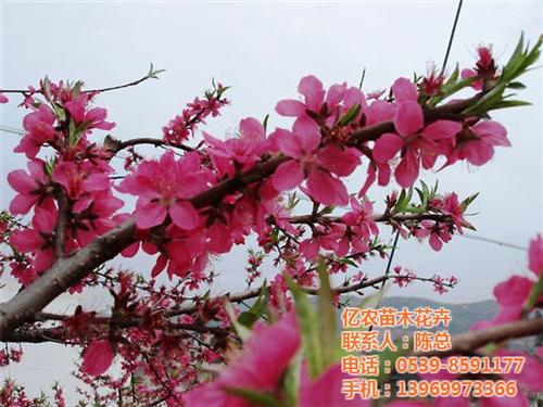 苗木供应,苗木,亿农苗木花卉(查看)&nbsp;&nbsp;绿化苗木&nbsp;&nbsp;园林绿化苗木价格