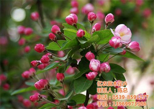 苗木|亿农苗木花卉|苗木供应信息&nbsp;&nbsp;今日苗木求购&nbsp;&nbsp;苗木行情