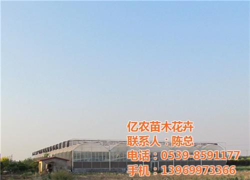 苗木、亿农苗木花卉、苗木价格&nbsp;&nbsp;果树苗木&nbsp;&nbsp;花卉苗木