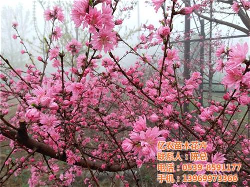 大叶花卉盆景、花卉盆景、亿农苗木花卉(查 园艺花卉盆景 家庭花卉盆景批发
