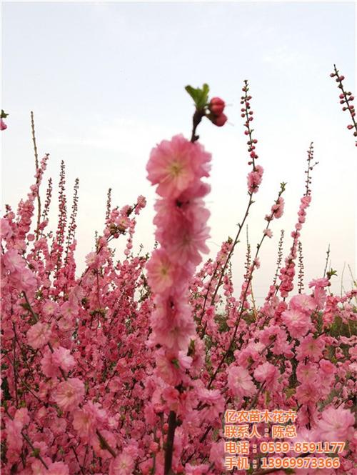 花卉盆景|亿农苗木花卉|大叶花卉盆景&nbsp;&nbsp;室内花卉盆景批发&nbsp;&nbsp;家庭花卉盆景
