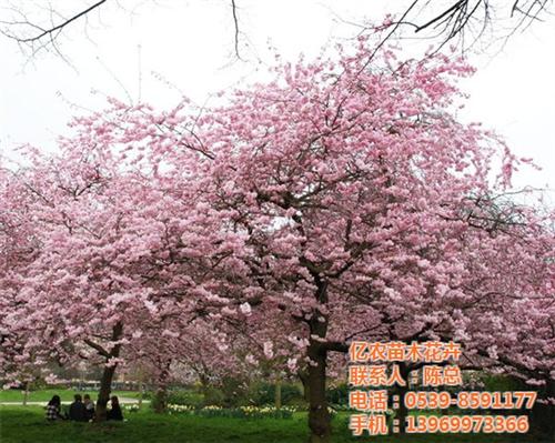 养殖花卉盆景、花卉盆景、亿农苗木花卉(多&nbsp;&nbsp;花卉盆景图片&nbsp;&nbsp;公司花卉盆景