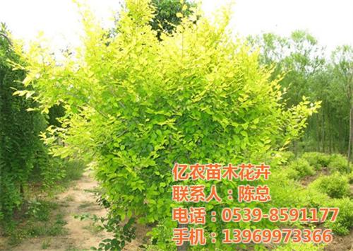 花卉苗圃基地哪家好_花卉苗圃基地_亿农苗&nbsp;&nbsp;兰山花卉苗圃基地&nbsp;&nbsp;山东花卉苗圃基地