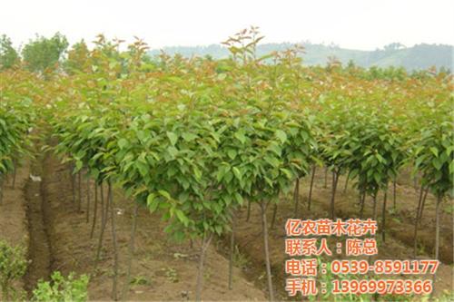 公司花卉盆景、花卉盆景、亿农苗木花卉(查&nbsp;&nbsp;养殖花卉盆景&nbsp;&nbsp;各种花卉盆景价格