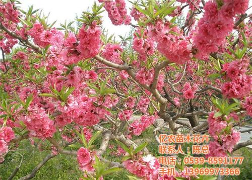 净化空气花卉盆景,花卉盆景,亿农苗木花卉&nbsp;&nbsp;室内花卉盆景&nbsp;&nbsp;花卉盆景批发