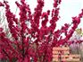 亿农苗木花卉|花卉盆景|园艺花卉盆景