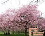 养殖花卉盆景、花卉盆景、亿农苗木花卉(多