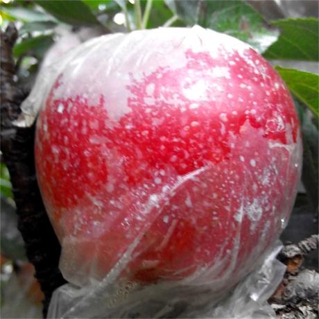 山东省临沂两公分红星苹果苗联系