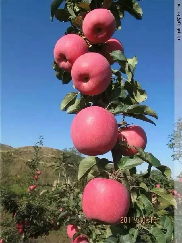 山东淄博2公分苹果苗联系
