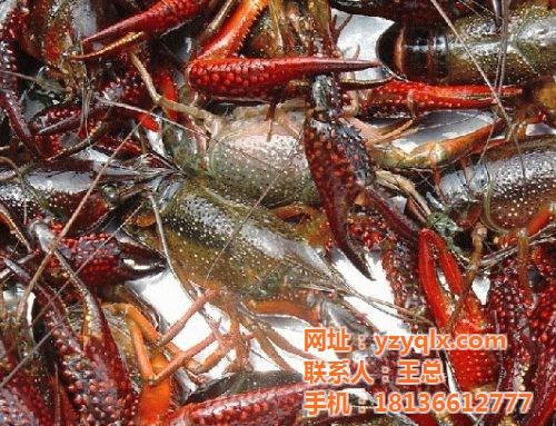 龙虾养殖_元泉湾生态龙虾饲养_龙虾养殖秘  龙虾养殖生产商  龙虾养殖基地  龙虾养殖秘诀