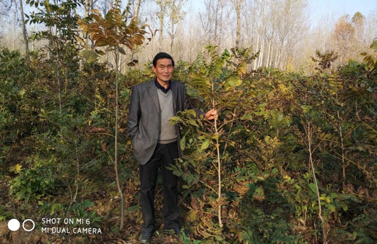 美国山核桃嫁接苗碧根果苗  美国山核桃苗