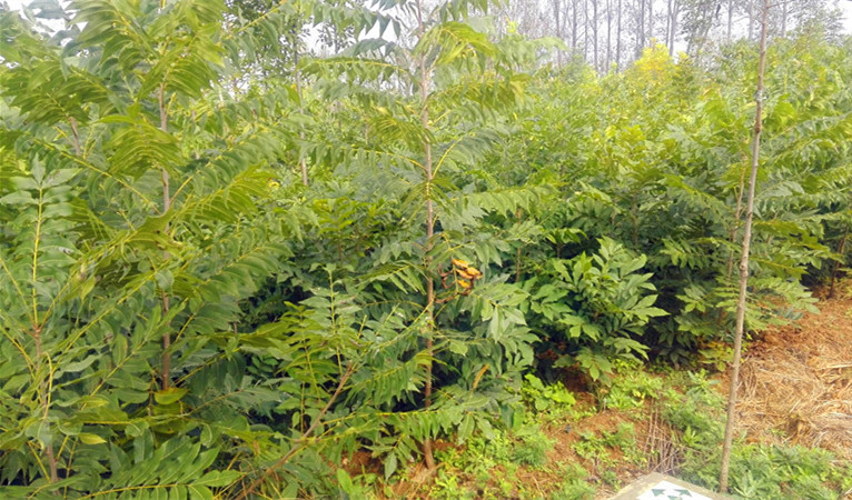美国山核桃嫁接苗碧根果苗  美国山核桃苗