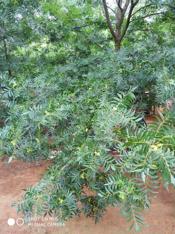 美国山核桃树碧根果树