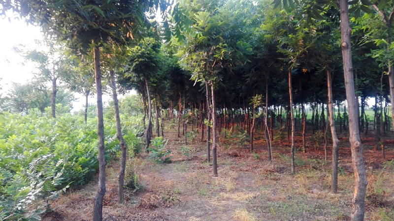 美国山核桃树碧根果树